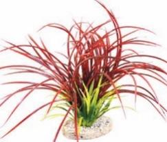 FAN GRASS