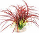 FAN GRASS