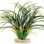 FAN GRASS