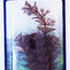 AQUARIUM PLANT ASSORTMENT