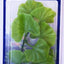 AQUARIUM PLANT ASSORTMENT