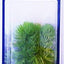 AQUARIUM PLANT ASSORTMENT