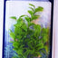 AQUARIUM PLANT ASSORTMENT