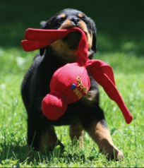 KONG WUBBA