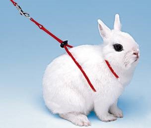 RABBIT HARNESS NY RAB