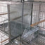 BREEDING CAGE X 8