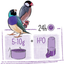 PUUR TROPICAL BIRD