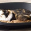 SNOOZE PET ПЛАСТИКОВАЯ КРОВАТЬ ЧЕРНАЯ