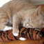 KONG KICKEROO