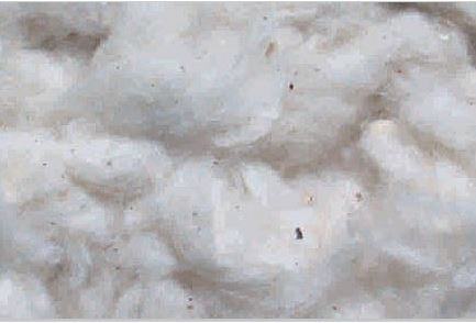 COTONE 100g