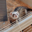 FURET TOWER
