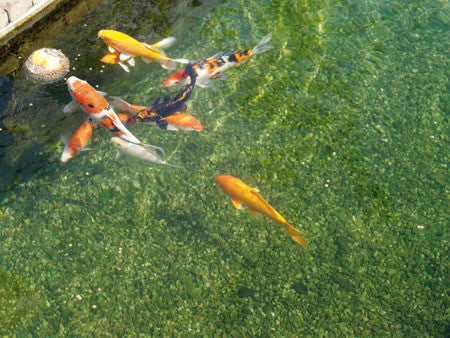 KOI BALL