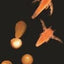 INSTAND BRINE SHRIMP 20G