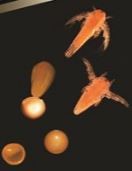 INSTANT BABY BRINE SHRIMP 20G