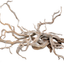 DRIFT ROOT (корень паука) за кг