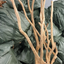 BRANCHES GIANT