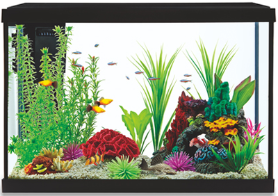 STARTER KIT AQUARIUM