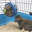 BUNNY TOY