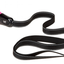 SPORT DOG MATIC LEAD