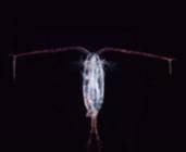 RED PLANKTON CUBE 100g