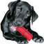 KONG DENTAL STICK
