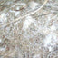 MISTO ANIMALE 500g