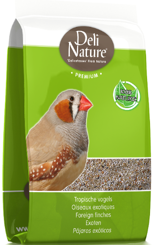 41-PREMIUM FOREIGN FINCH