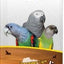 20-BIRDLICIOUS PARROT SERENGETI