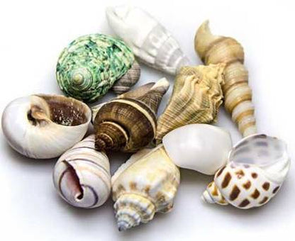 DECOR SHELLS