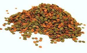 CICHLID CHIPS