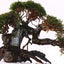 FINE WOOD BRANCHES 10-30cm per kg