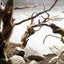 GOBI ROCK 15-25cm ανά κιλό