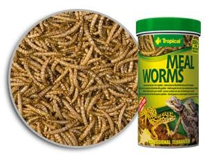 MEAL WORMS