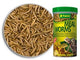MEAL WORMS