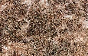 PELO ANIMALE 500G