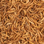 CHIX MEALWORMS