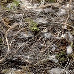 МУЧИНО РАСТИТЕЛЬНЫЙ