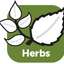 HERBAL SHAMPOO