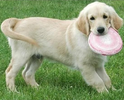 PUPPY KONG FLYER