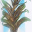 SILK PLANT 12” 30CM