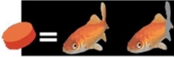 MASSIVORE DELITE 380g