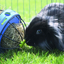 BUNNY TOY