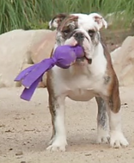 KONG WUBBA