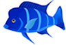 CICHLID BIO-GOLD