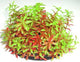 PLASTIC DECORATION 17cm