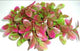 PLASTIC BUSH PURPLE 9cm