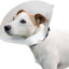 VETERINARY DOG COLLAR