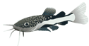 MASSIVORE DELITE 380g
