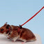 Hamster harness  NY HAM