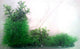 PLASTIC PLANT LONG GRASS